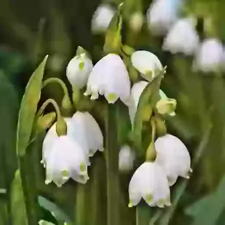 Aestivum